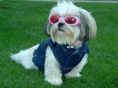 shih_tzu_dog